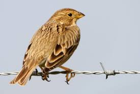 Corn Bunting (library image)
